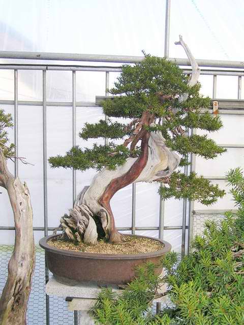 Akademia Bonsai